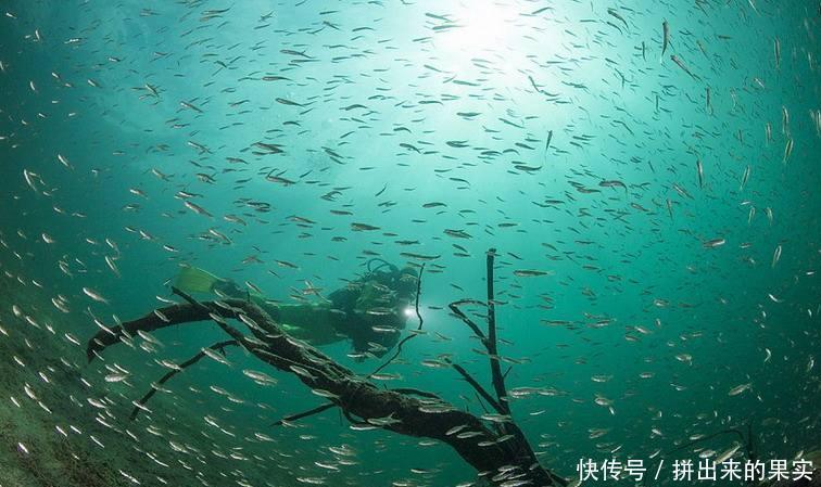 老年|奥地利有一个非常“任性”的公园，会在夏季沉入湖底