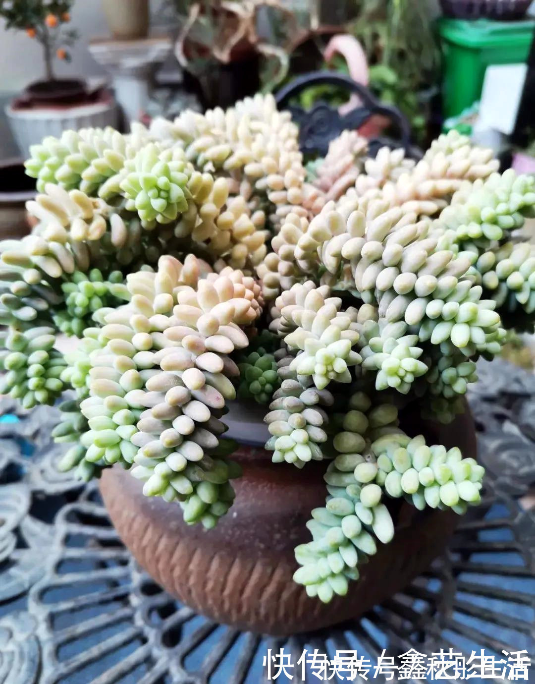 最耐晒的8种多肉,夏天照样疯长不停,呼呼窜成小瀑布