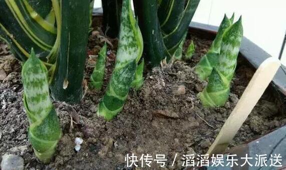 黄豆|养虎皮兰时,盆里加2种东西,30天钻出钢芽,侧芽嗖嗖