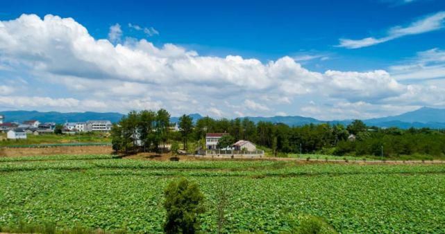 荷花潭|今夏，“荷”你相遇在黄铺村荷花潭