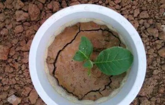 君子兰总烂根、烂心,盆里丢下“这2物”,根系爆盆,开花红艳艳