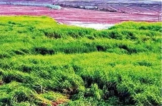 最“难搞”入侵物种，49年前引进，如今在南方泛滥，在中国没天敌