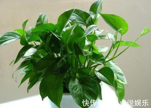 一个月|绿萝盆里埋点这肥料，叶片浓绿，不断抽新芽，一个月爆盆