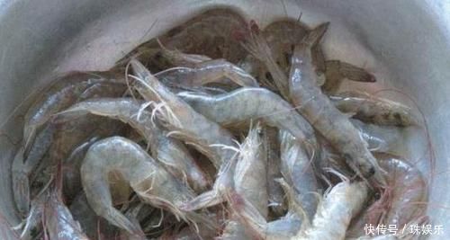 保存大虾时,直接放冰箱就错了老渔农教你一招,跟吃鲜虾一样