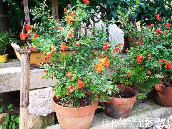 台友|你家盆景石榴不开花、不结果别急,一把剪刀就能解决!