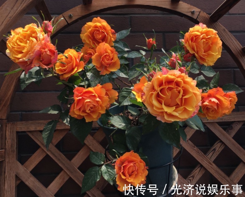 此款微型月季四季开,1次维持1个月,是开花机器里的“劳模”