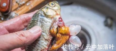 刺鲫鱼是怎么做学会不担心鱼刺卡喉咙,爱吃鱼的宝宝有福了!
