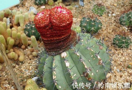 想要养好多肉植物，就从4方面下功夫，个个叶片厚实又肥美