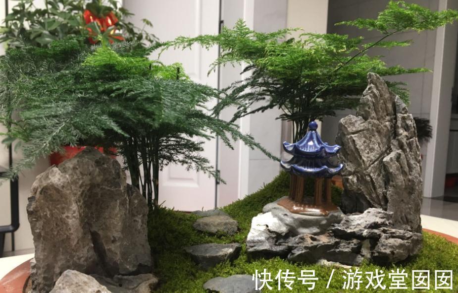 文竹不是竹,却有竹的气节,室内盆栽多注意3点,长得枝叶繁茂