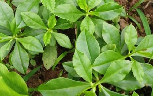 肌肤|吃了不显老的食物，坚持吃点，排毒养颜、瘦身消脂，肌肤更白暂