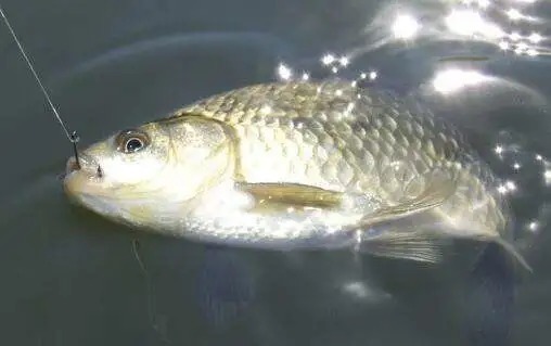 找对鱼层,钓鱼事半功倍!这些找鱼层实用技巧分享给大家!