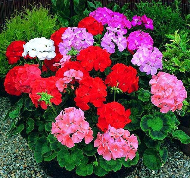 天竺葵度夏，注意1个“细节”，再热也不怕，开完一茬又一茬