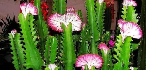 这2种花,有水就疯长,拦都拦不住,新手也会养,是盆栽佳品