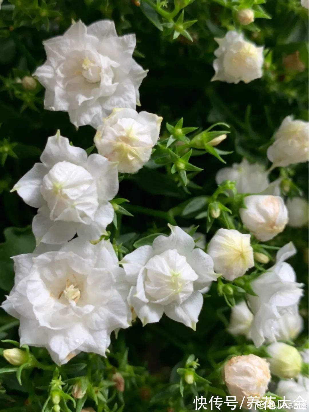 花苞|今冬最火网红花，密密麻麻“风铃”花苞，气质十足有格调