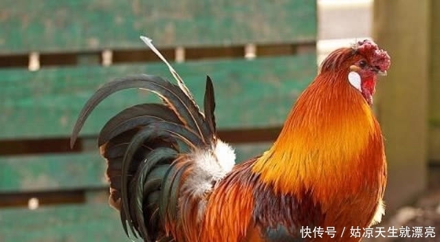 长见识了|农村杀公鸡时,喜欢给公鸡灌一口白酒,是为什么?看完长见识了!