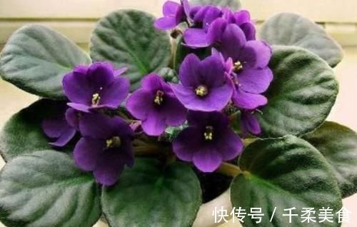 3种花很好养,耐寒易打理,花美色艳,花儿轻松开爆盆