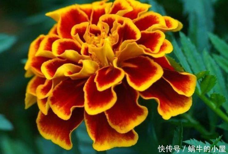 瑞香|4种真正“开花王”，沾土就活，家里养一盆，招财又纳福！