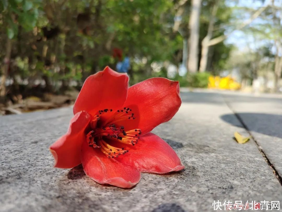 满城繁花一路相伴！邕城的春天太！美！了