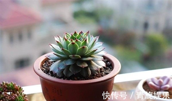 玉缀|8种适合新手栽培的多肉植物,扔进花盆就能活,价格不贵又漂亮