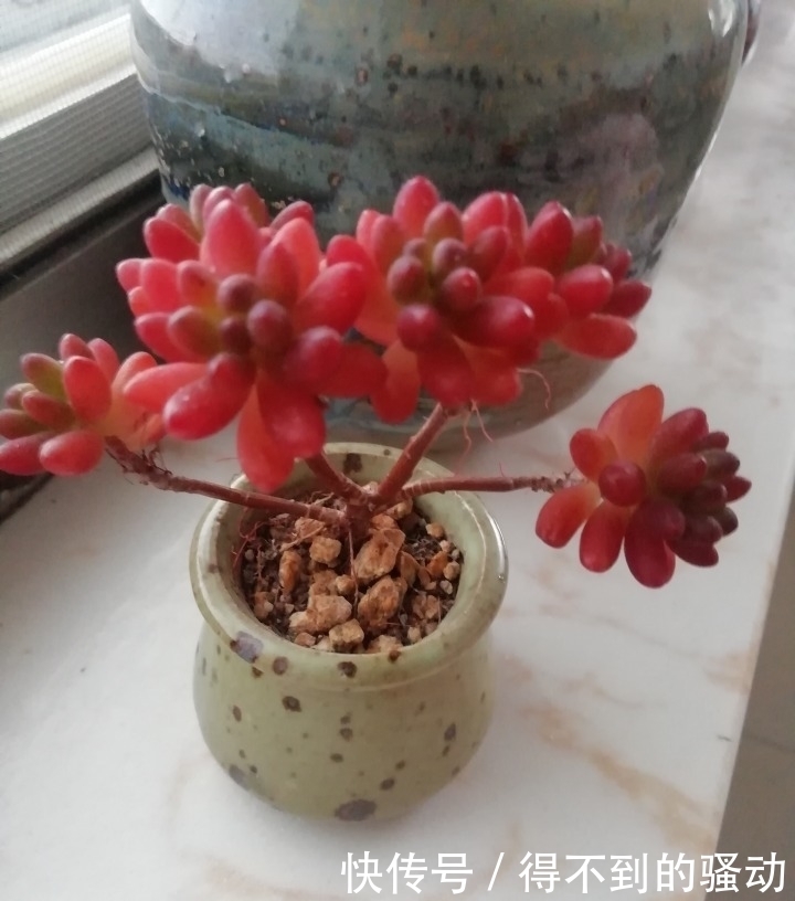 养多肉的心情说不清,都在照片里了