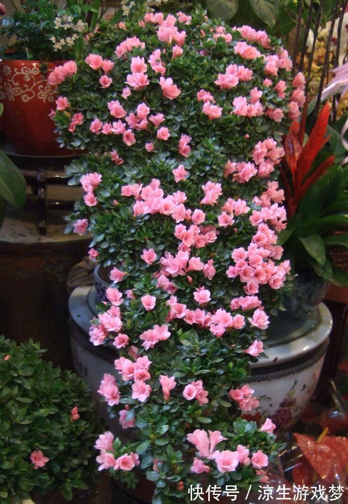 新买的杜鹃,记住4点,不黄叶不落叶,盆盆都能开爆
