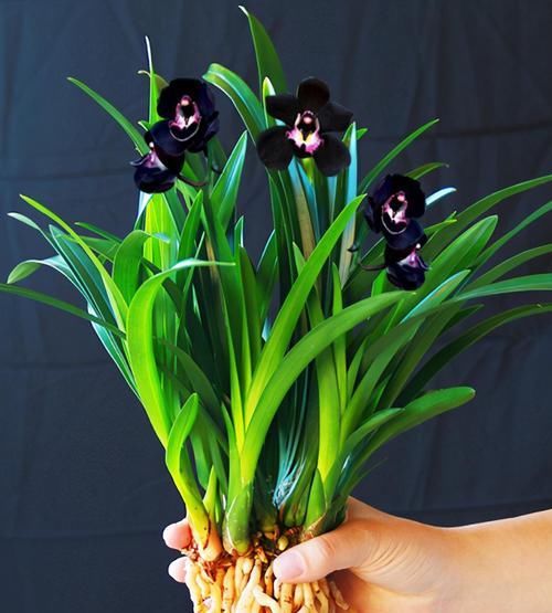  花型|兰花新宠“黑雪姬”，花色神秘，花型妖娆，兰香扑鼻，猎奇兰首选