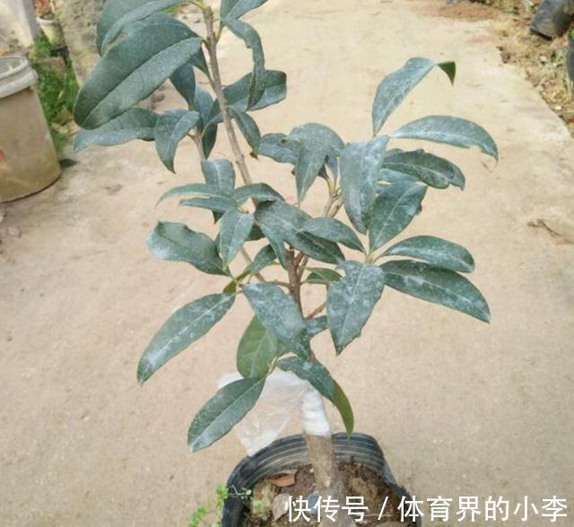 这2种花你确定不养吗,随便都能扦插繁殖,越养越多还能卖