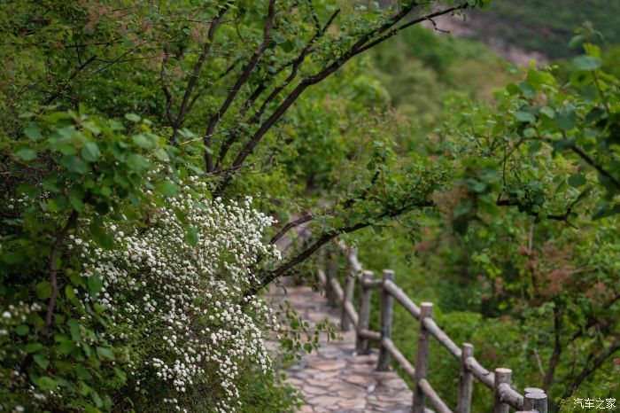 粉红|【郊野行摄】春风拂面，黄栌花开---雨中游京西幽岚山