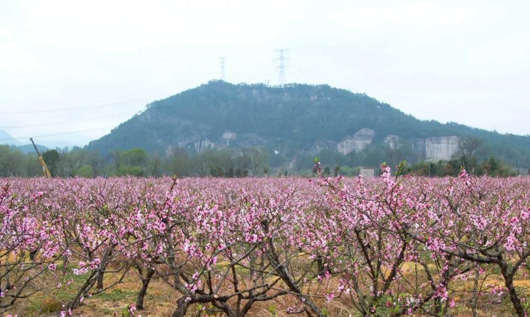 【微视频】永康桃花灼灼开 春风十里等你来