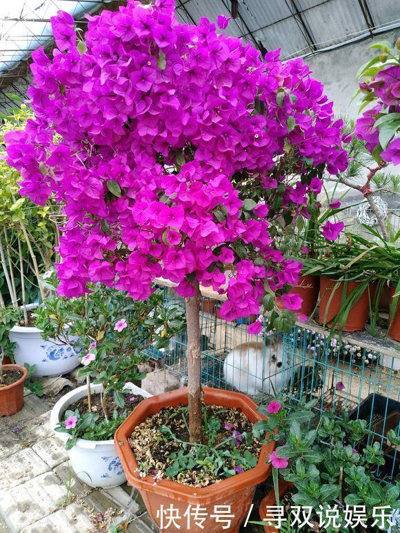 接穗|高手的扦插玩法，把以下三角梅养得这么好，只见开花不见叶