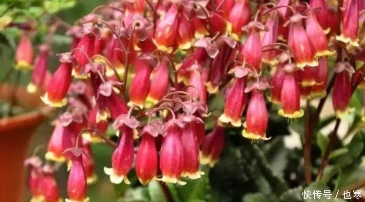 养花就养4种花,好养易活花量大,养上一盆四季欣赏,一养就上瘾