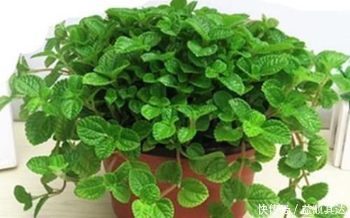 3种花养家里,福旺运旺财更旺,高大上档次,叶子油绿