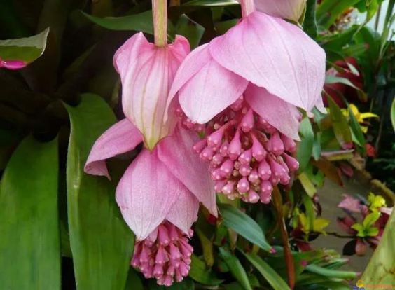 家养|从5月18日开始,家养此款花卉,花开富贵华丽,姿态万千,美