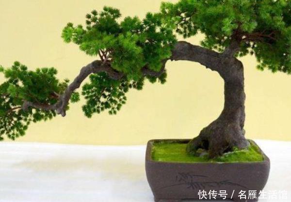 随便|这4种树“镇宅又聚财”,个个都是财神爷,千万别随便送人