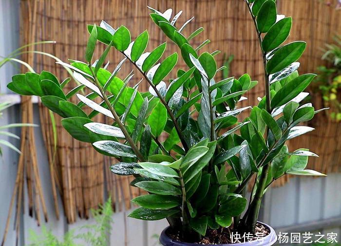 植株|封闭阳台不能养花?才不是呢!选这几种,打造自己的小花园