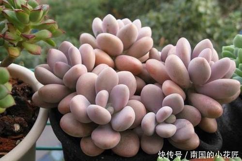 成群|多肉容易摊大饼?教你几个小技巧,重新缀化,憋成群生肉墩子!
