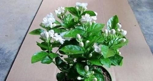 营养液|最厉害的养花营养液:给茉莉花喝一勺,叶片翠绿,开出层叠群花