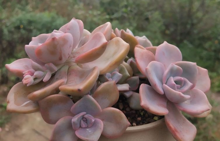 给多肉喷药?请注意7点,要不你可能把多肉喷挂了,自己还出问题