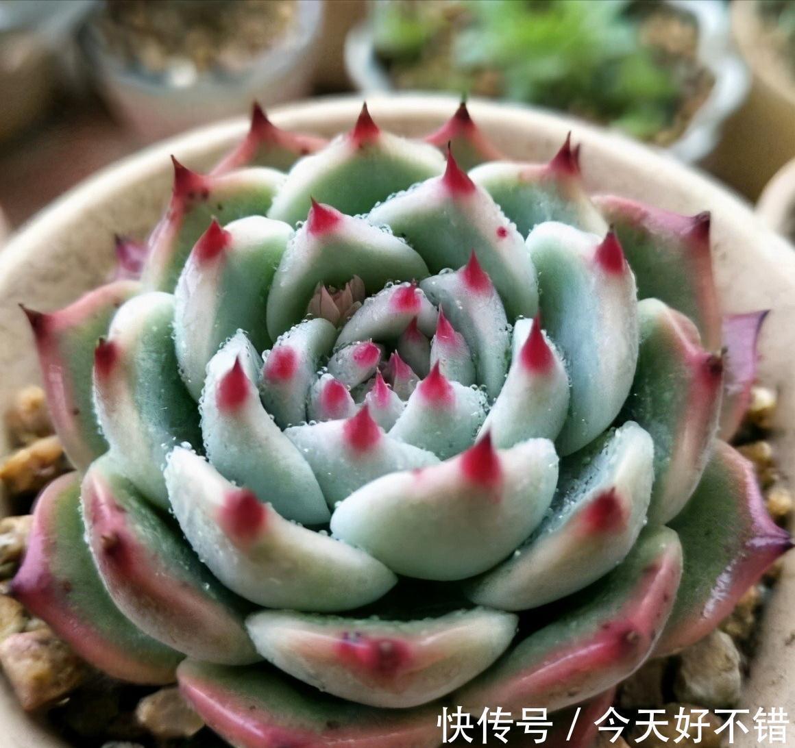 玉树|8种“漂亮花”,冬天要“虐着养”,越虐越健康,不然很难过冬