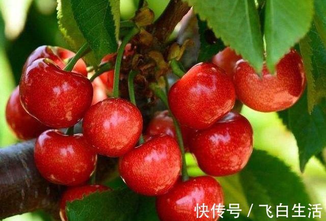 桑葚|常熬夜的女人，可常吃三物，让你气血足、皮肤好，还养肝补脾