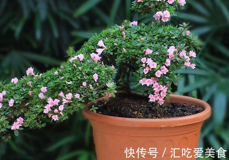 购买植物有讲究,学会5招选花技巧,再也不用担心被骗了