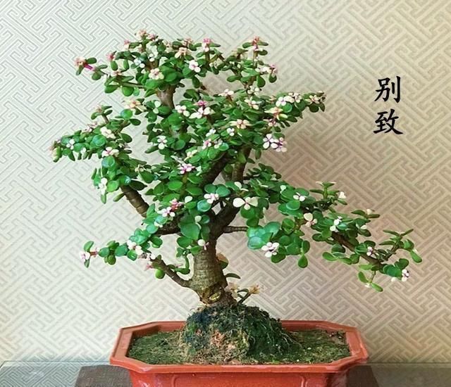 塑型|养一盆金枝玉叶,一剪一扎,轻轻松松,变成值钱的“盆景”