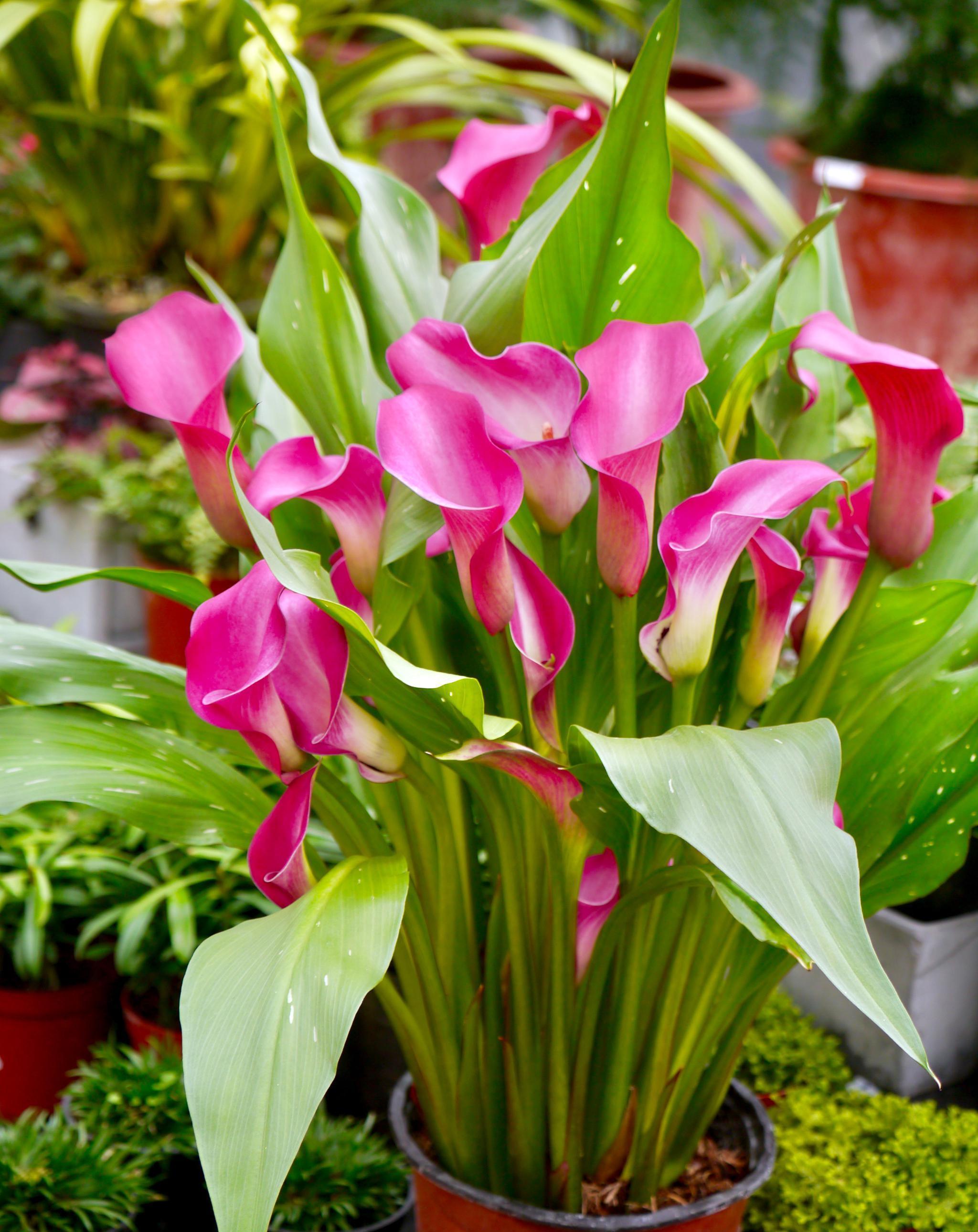 喝水|7种花,夏天太能“喝水”,一天浇一遍,10天爆满花