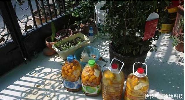 爆花|2种不要的“垃圾”,却是养花的“花肥王”,蟹爪兰吃一点就爆花