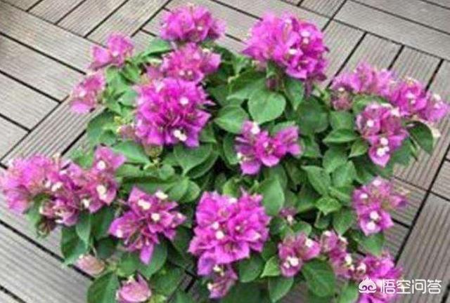 三角梅落叶“光溜溜”,2招“大营救”起死回生,枝上满满都是花