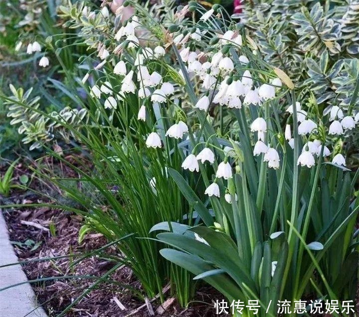 爆球|开在雪地里的花,零下20度冻不死,年年爆球一大堆!