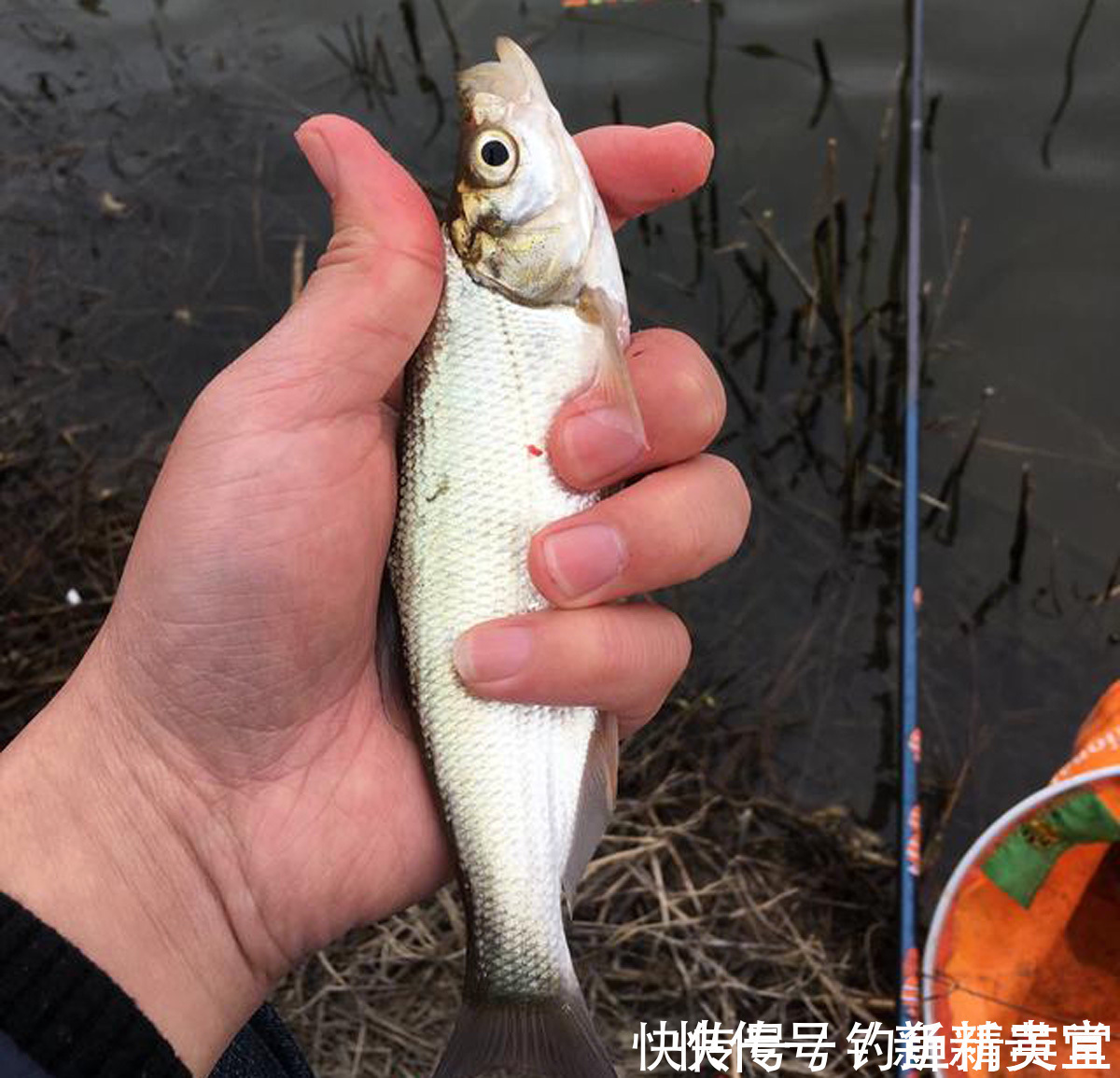 钓鱼|野钓白条的几种方法,上鱼速度一绝,一天钓十几斤是家常便饭