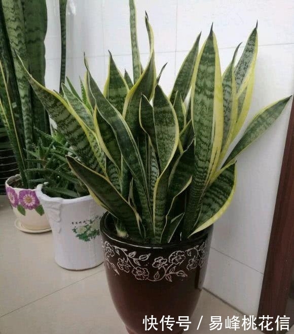 养花需要注意的,这几种花卉是不需要经常浇水的,不然会害死它!