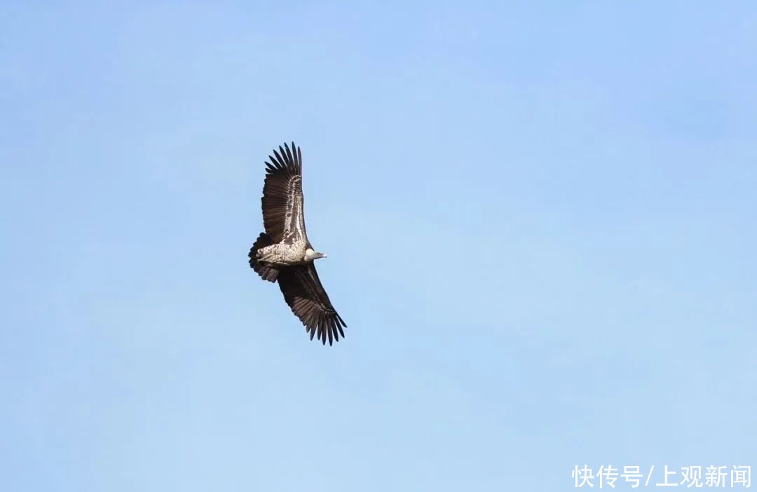 浮生六记|绿容专家聊节气丨小暑，好一朵美丽的茉莉花