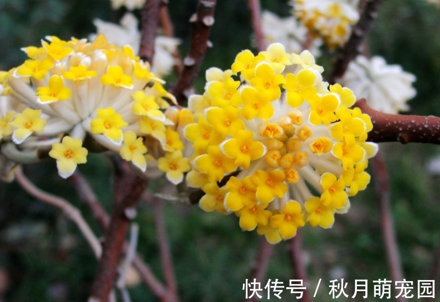 打结|此花是我国的爱情树,具有很高的中药价值,代表着羁绊和结发夫妻